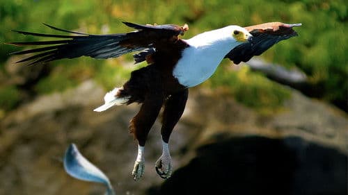 Predator Fail Bild 1