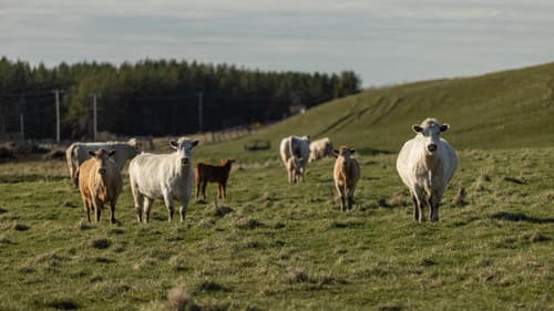 Pour nous chez nous Bild 3