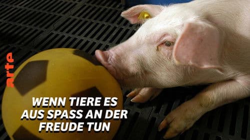 Wenn Tiere es aus Spaß an der Freude tun Bild 6