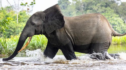 Die geheimnisvolle Welt der Elefanten Bild 5