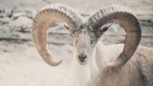 Paradies der Tiere Bild 1