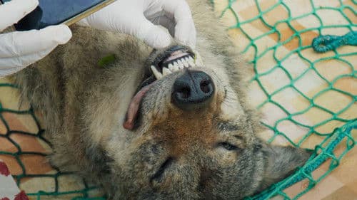 Im Land der Wölfe Bild 3