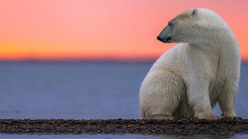 Königreich der Eisbären Bild 5