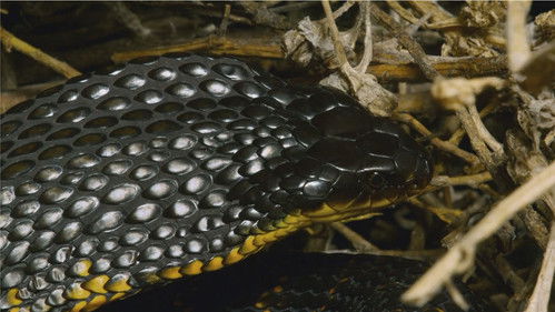 Australiens Schlangen-Insel Bild 2