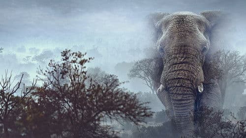 Ghost Elephants - Die Geister im Hochland Angolas Bild 8