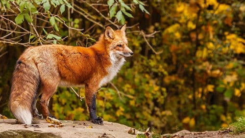 La France sauvage Bild 1