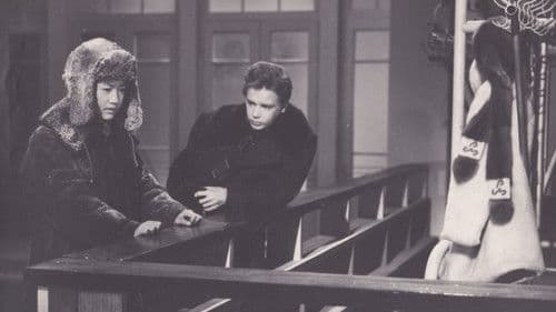 Дикая собака Динго Bild 7