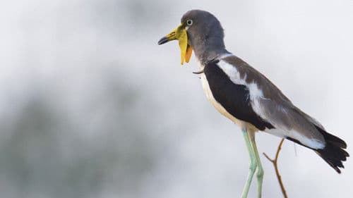 Hot Life: Africa Bild 2