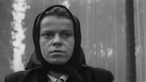 Wagen nach Wien Bild 2