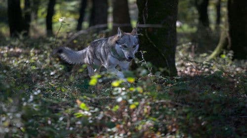 L'ombra del lupo Bild 3