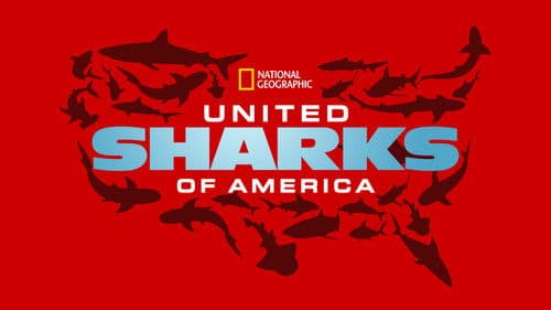 United Sharks of America Bild 5