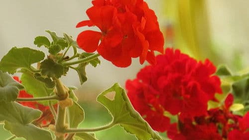 Cuatro Haikus Bild 1