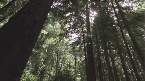 Redwood Curtain Bild 3