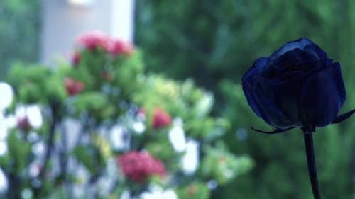 Flores Secas Bild 2
