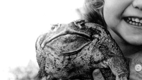 Cane Toads: An Unnatural History Bild 3