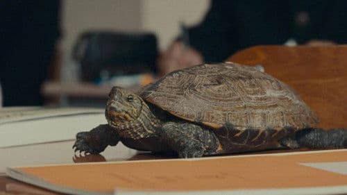 亀も、青春は短い Bild 1