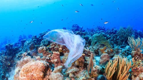 A Plastic Ocean Bild 6