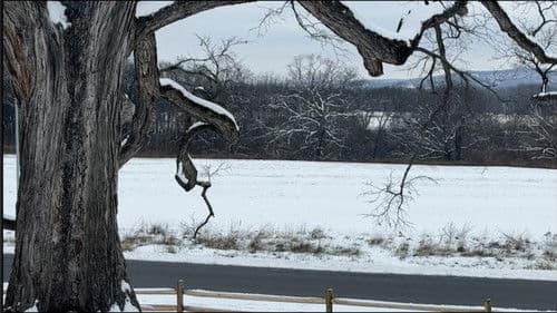 Drawing of a Tree Bild 1