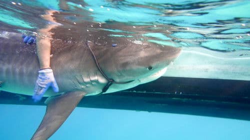 Sharks of the Bermuda Triangle Bild 6