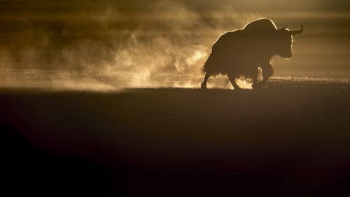 Der Schneeleopard Bild 7