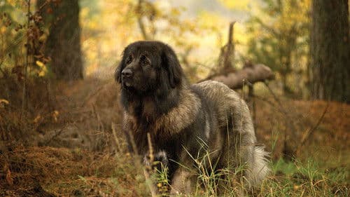 Kleine Hände, große Pfoten Bild 1