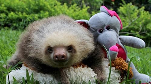 Meet the Sloths Bild 3