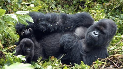 Mountain Gorilla Bild 1