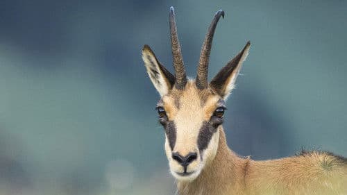 România Sălbatică Bild 3