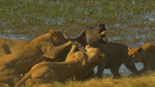 Big Cat Odyssey: Revealed Bild 1
