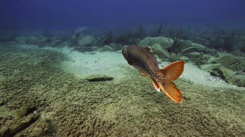 All Too Clear Bild 1