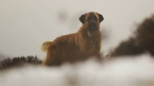 Salvajes, El Cuento Del Lobo Bild 8