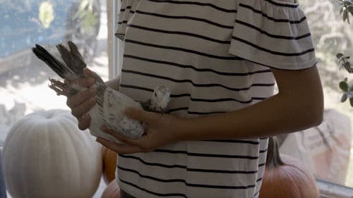 Pigeon People Bild 1