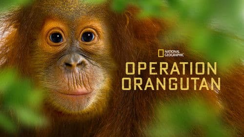 Operation Orangutan Bild 3