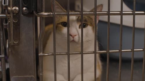 When Cats Fly Bild 1