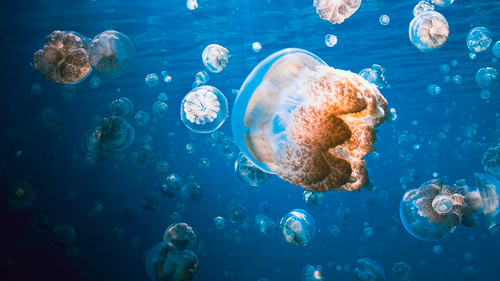 Jäger der Meere Bild 5