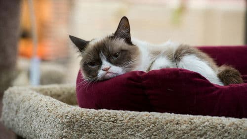 Grumpy Cat's miesestes Weihnachtsfest ever Bild 5