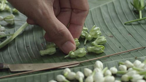 มะลิลา Bild 3