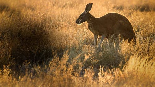 The Kangaroo King Bild 3