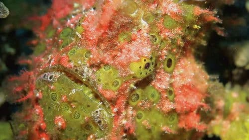 Incredible Fish Bild 1