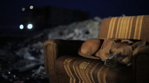 Призори из живота џукца Bild 8