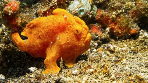 Predator Fail Bild 7