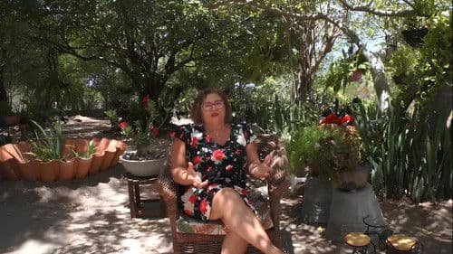 As Curvas da Estrada Bild 1