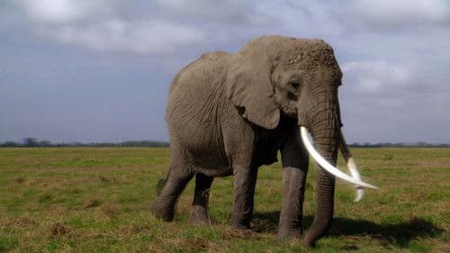 Echo: An Elephant to Remember Bild 1