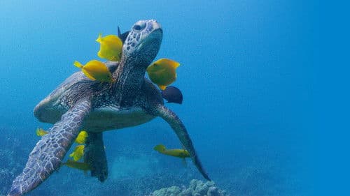 Soul of the Ocean Bild 2