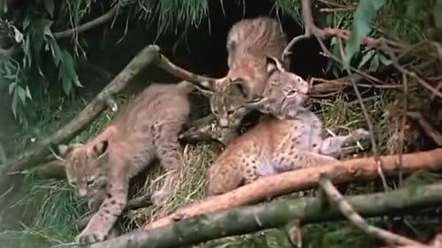 Kunak, der Luchs Bild 1