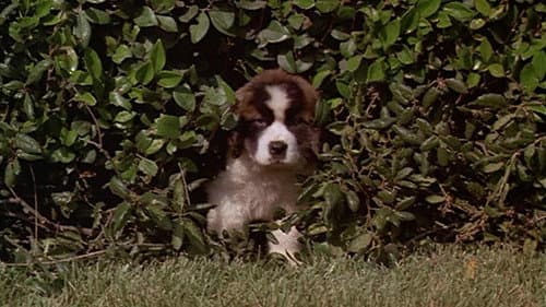 Ein Hund namens Beethoven Bild 8