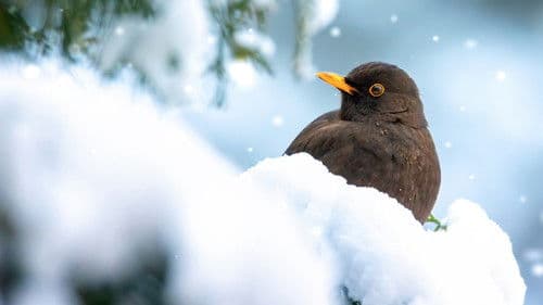 Winter Wonderland Bild 1