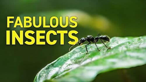 Fabulous Insects - Ants Bild 1