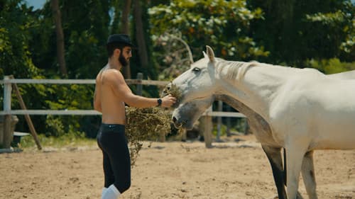 O Cavalo de Pedro Bild 8