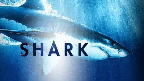 Die Welt der Haie Bild 5